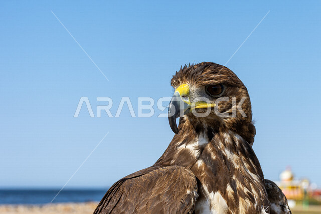 صورة مقربة لطائر الباز المفترس ، حدة البصر ، المنقار الحاد ، رحلات الصيد ، تربية وتدريب الطيور الجارحة ، طائر الصقر