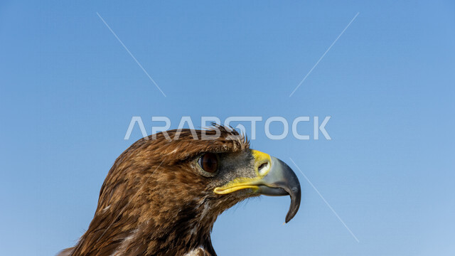 صورة مقربة لطائر الباز المفترس ، حدة البصر ، المنقار الحاد ، رحلات الصيد ، تربية وتدريب الطيور الجارحة ، طائر الصقر