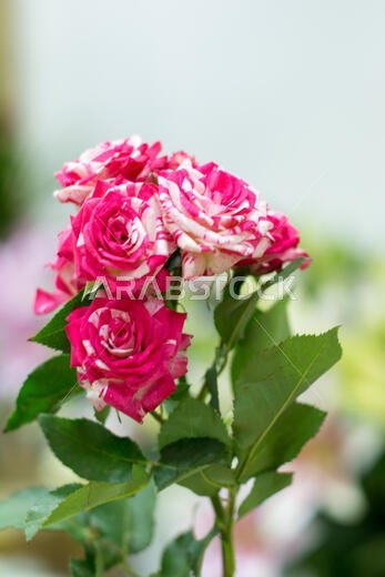 a several shots of beautiful roses