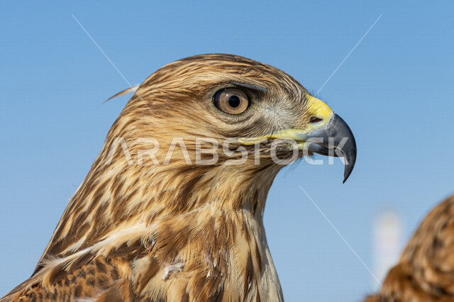 صورة مقربة لطائر الباز المفترس ، حدة البصر ، المنقار الحاد ، رحلات الصيد ، تربية وتدريب الطيور الجارحة ، طائر الصقر