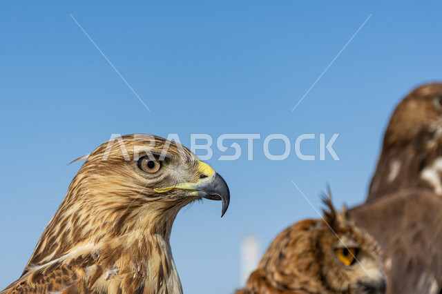 Close-up of predatory goshawks, visual acuity, sharp beak, hunting trips, breeding and training of birds of prey, hawk