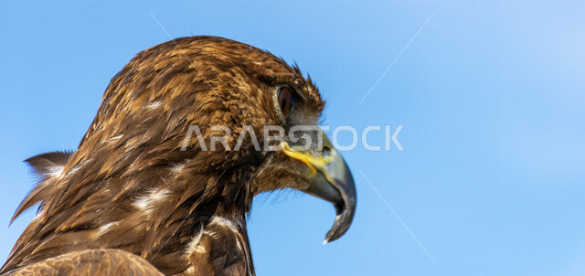 صورة مقربة لطائر الباز المفترس ، حدة البصر ، المنقار الحاد ، رحلات الصيد ، تربية وتدريب الطيور الجارحة ، طائر الصقر