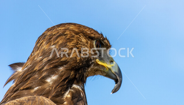صورة مقربة لطائر الباز المفترس ، حدة البصر ، المنقار الحاد ، رحلات الصيد ، تربية وتدريب الطيور الجارحة ، طائر الصقر