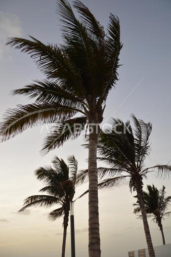 Palm trees