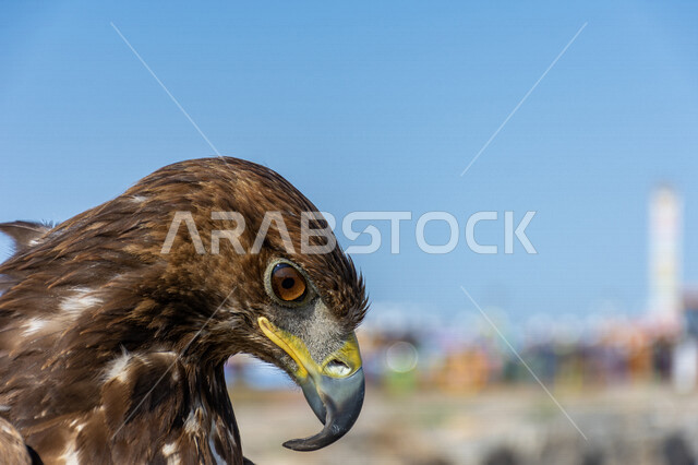صورة مقربة لطائر الباز المفترس ، حدة البصر ، المنقار الحاد ، رحلات الصيد ، تربية وتدريب الطيور الجارحة ، طائر الصقر