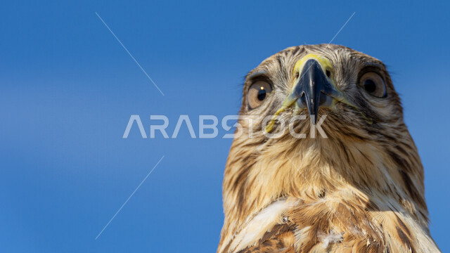 صورة مقربة لطائر الباز المفترس ، حدة البصر ، المنقار الحاد ، رحلات الصيد ، تربية وتدريب الطيور الجارحة ، طائر الصقر