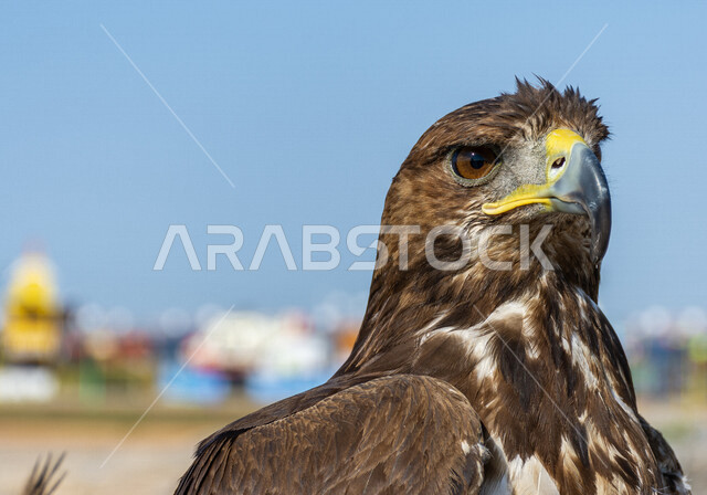 صورة مقربة لطائر الباز المفترس ، حدة البصر ، المنقار الحاد ، رحلات الصيد ، تربية وتدريب الطيور الجارحة ، طائر الصقر
