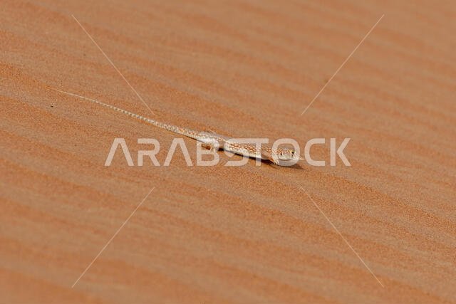 سحلية سعودية ذات أصابع هدبية (Acanthodactylus gongrorhynchatus)