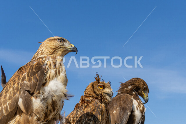 صورة مقربة لطيور الباز المفترس وطائر البومة ، حدة البصر ، المنقار الحاد ، رحلات الصيد ، تربية وتدريب الطيور الجارحة