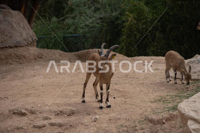 Young Nubian Ibex standing in the desert sand (capra nubiana) in the United Arab Emirates.