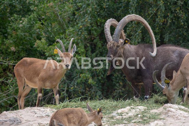 A male Nubian Ibex watches over the female and babies from a hilltop at the Al Ain Zoo in the United Arab Emirates.  (capra nubiana).