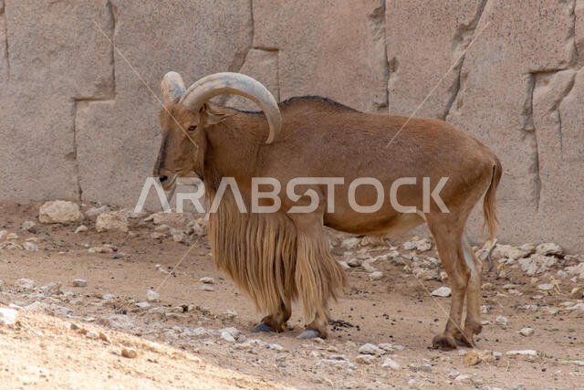 يقف خروف البربري بفخر متباهيًا بقرونه الرائعة (Ammotragus lervia).