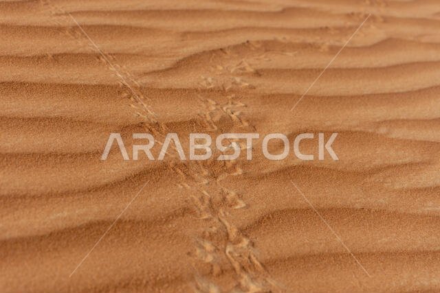 صورة مقرّبة لآثار أقدام سحلية تعبر رمال الصحراء في الإمارات العربية المتحدة (الإمارات العربية المتحدة)