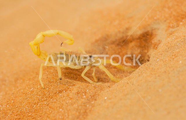 A highly venomous Arabian scorpion, Apistobuthus pterygocerus, digging a burrow in a sand dune in the Empty Quarter Desert.