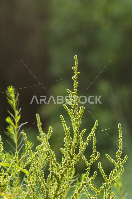 صورة مقربة لشجرة الأثل ، زراعة الأشجار ، خلفية الطبيعة ، أراضي و محاصيل زراعية ، أشجار خضراء طبيعية 
