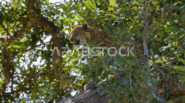 صورة مقربة لحيوانات مفترسة ، حيوان النمر المفترس ، حديقة الحيوان ، خلفية الطبيعة