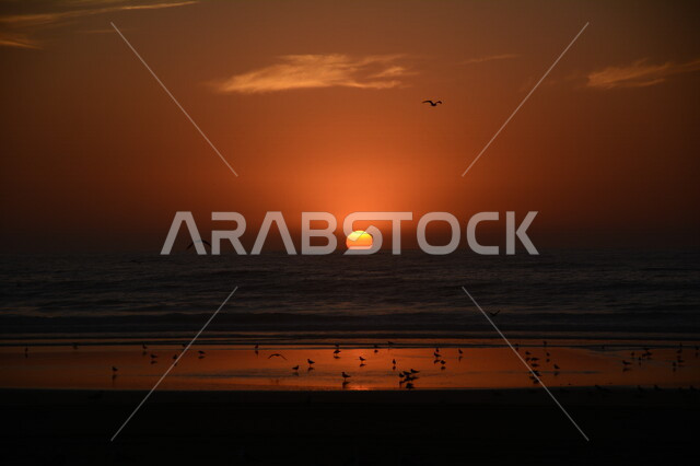 مجموعة من الطيور على شاطيء البحر اثناء غروب الشمس، اماكن ساحلية، جمال الطبيعة في المملكة العربية السعودية، جمال شاطيء البحر وقت غروب الشمس، السياحة في السعودية