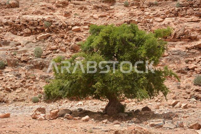 صورة مقربة لشجرة الأركان في الصحراء بالمملكة العربية السعودية، الطبيعة الصحراوية في السعودية، مناظر طبيعية، الأشجار الصحراوية، الاشجار والنباتات