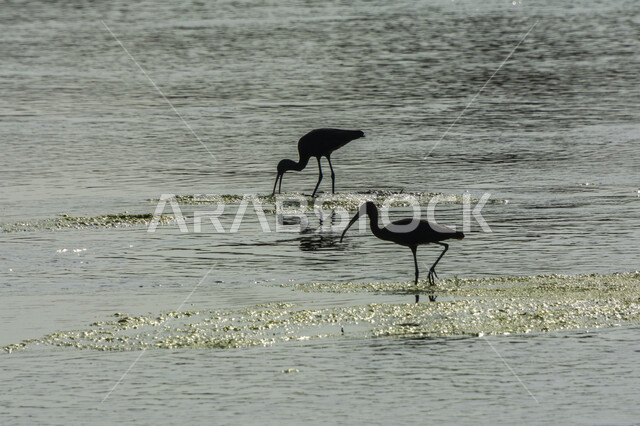 صورة ظلية لطائر أبو منجل داخل البحيرة ، طائر ابو منجل ، سيقان طويلة ، منقار طويل ، بحيرة مائية ، خلفية الطبيعة ، طيور مائية ، محمية طبيعية