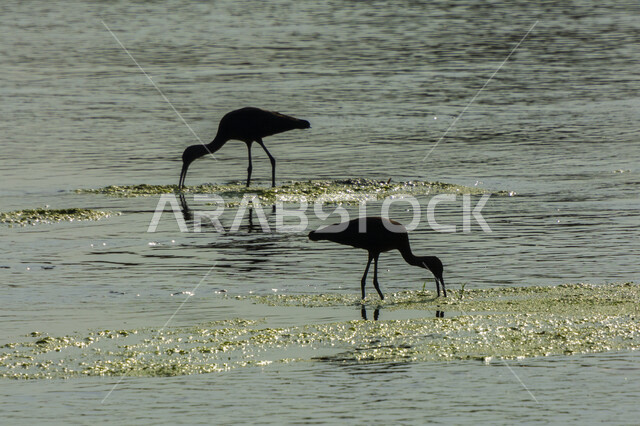 صورة ظلية لطائر أبو منجل داخل البحيرة ، طائر ابو منجل ، سيقان طويلة ، منقار طويل ، بحيرة مائية ، خلفية الطبيعة ، طيور مائية ، محمية طبيعية