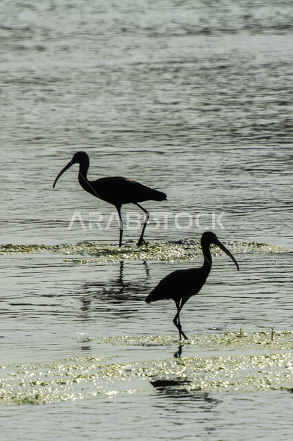 صورة ظلية لطائر أبو منجل داخل البحيرة ، طائر ابو منجل ، سيقان طويلة ، منقار طويل ، بحيرة مائية ، خلفية الطبيعة ، طيور مائية ، محمية طبيعية
