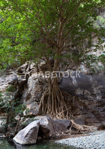 Wadi Lajab, Jizan Province, Jebel Qahar, Saudi Arabia