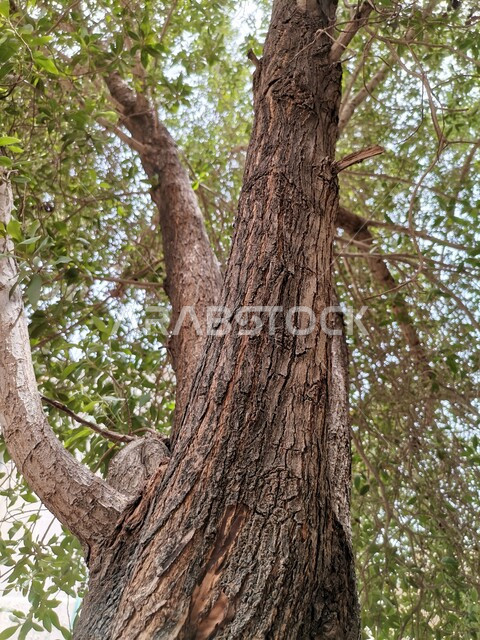 صورة مقربة لجذع شجرة كبيرة ، أراضي زراعية في المملكة العربية السعودية ، أشجار و محاصيل زراعية ، أشجار خضراء طبيعية ، خلفية الطبيعة