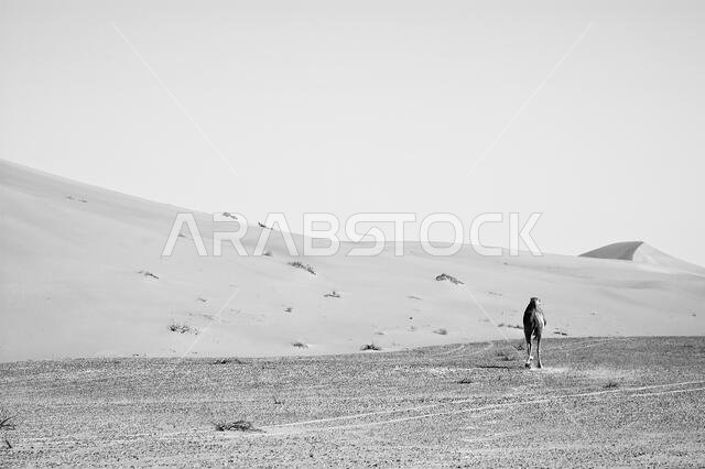 Camel running in the Empty Quarter desert of Arabian Peninsula