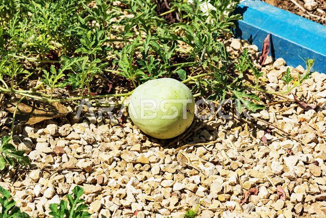 Small rock garden growing a few small melons on school grounds in Riyadh, Saudi Arabia.