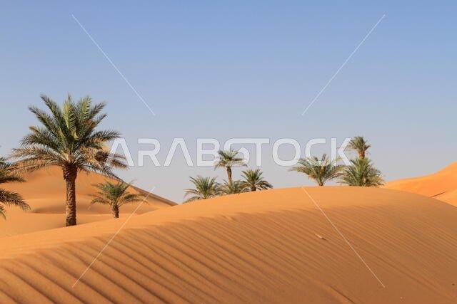 lonely palm trees in the desert lonely palm trees in the desert