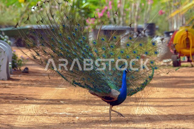 Dancing peacock