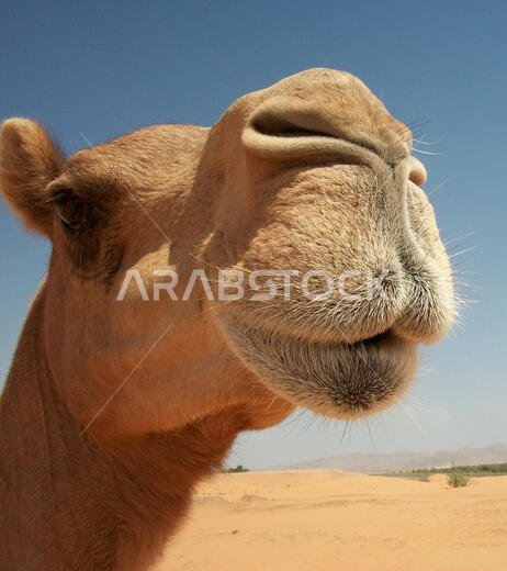 الجمال في الصحراء الجمال في الصحراء
