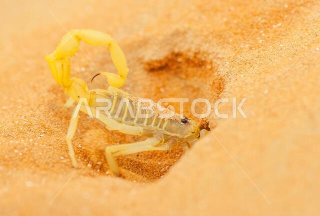 A highly venomous Arabian scorpion, Apistobuthus pterygocerus, digging a burrow in a sand dune in the Empty Quarter Desert.