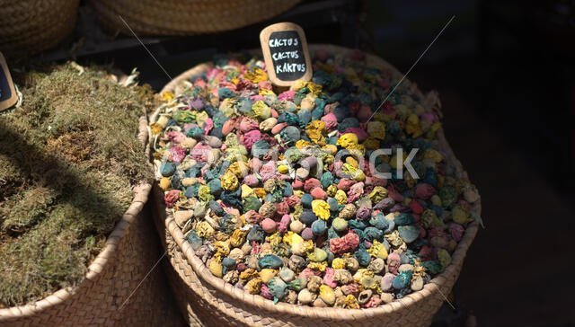 زهور الصبار