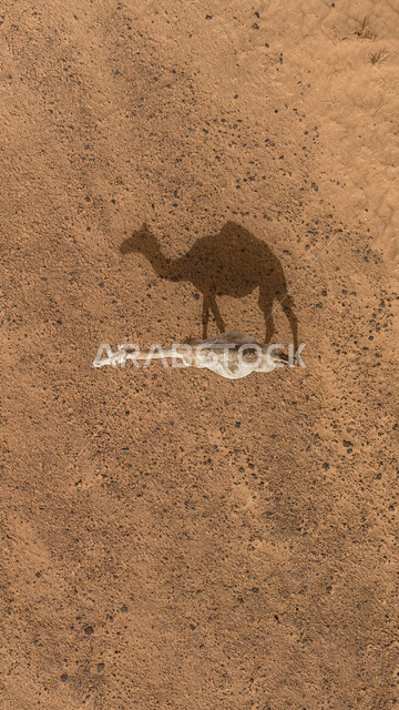 Above image of a camel's shadow in the middle of the desert in Saudi Arabia, sand dunes, silhouette, golden sands in the Saudi desert, camel animal, desert nature in Saudi Arabia
