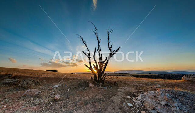 صورة مقربة لشجرة بدون اوراق في منطقة صحراوية اثناء غروب الشمس، جمال السماء الزرقاء، الطبيعة الخلابة، غروب الشمس، خلفية الطبيعة