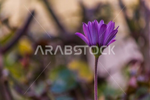 صورة مقربة لزهرة بنفسجية اللون، جمال الأزهار المتفتحة، زراعة الازهار والورود الطبيعية، خلفية للطبيعة، وردة بلون جميل