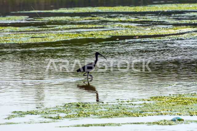 طائر أبو منجل اللامع داخل البحيرة، طائر ابو منجل اللامع، سيقان طويلة، منقار طويل، بحيرة مائية، خلفية الطبيعة، طيور مائية، محمية طبيعية