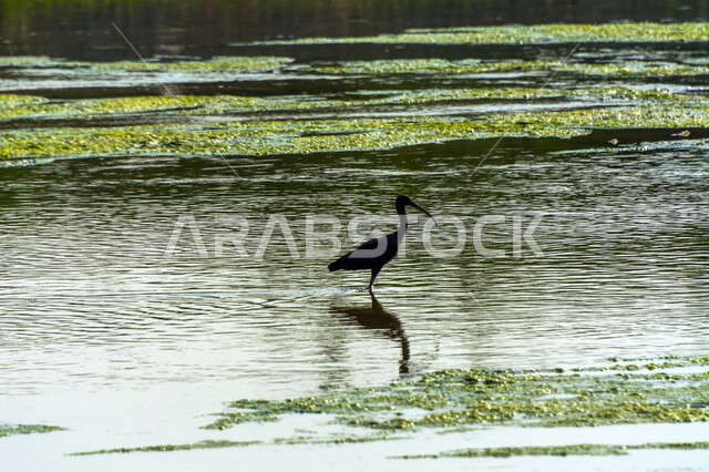طائر أبو منجل اللامع داخل البحيرة، طائر ابو منجل اللامع، سيقان طويلة، منقار طويل، بحيرة مائية، خلفية الطبيعة، طيور مائية، محمية طبيعية
