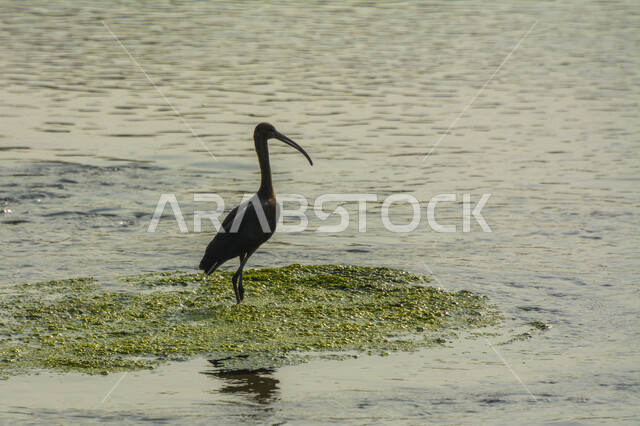 طائر أبو منجل اللامع داخل البحيرة، طائر ابو منجل اللامع، سيقان طويلة، منقار طويل، بحيرة مائية، خلفية الطبيعة، طيور مائية، محمية طبيعية