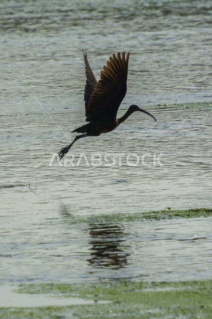 طائر أبو منجل اللامع يحلق فوق البحيرة، طائر ابو منجل اللامع، سيقان طويلة، منقار طويل، بحيرة مائية، خلفية الطبيعة، طيور مائية، محمية طبيعية