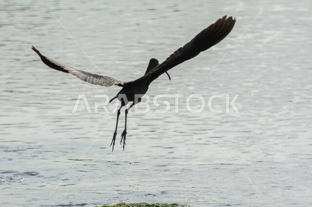 طائر أبو منجل اللامع يحلق فوق البحيرة، طائر ابو منجل اللامع، سيقان طويلة، منقار طويل، بحيرة مائية، خلفية الطبيعة، طيور مائية، محمية طبيعية