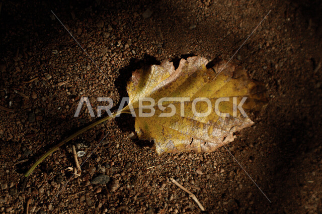 Close-up of a yellow leaf on the ground, falling leaves on the soil, the beauty of yellow leaves