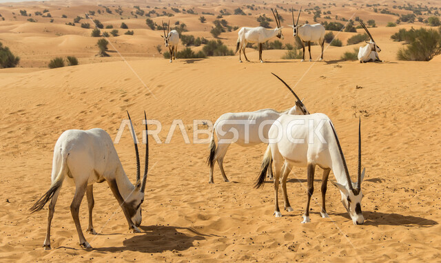 مجموعة من حيوان المها في المناطق الصحراوية ، حيوانات برية ، الظباء الصحراوية ، الطبيعة الصحراوية ، الحياة البرية ، محميات طبيعية ، حيوانات برية ، البيئة الصحراوية ، المها العربية