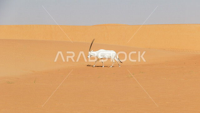 حيوان المها في المناطق الصحراوية ، حيوانات برية ، الظباء الصحراوية ، الطبيعة الصحراوية ، الحياة البرية ، محميات طبيعية ، حيوانات برية ، البيئة الصحراوية ، المها العربية
