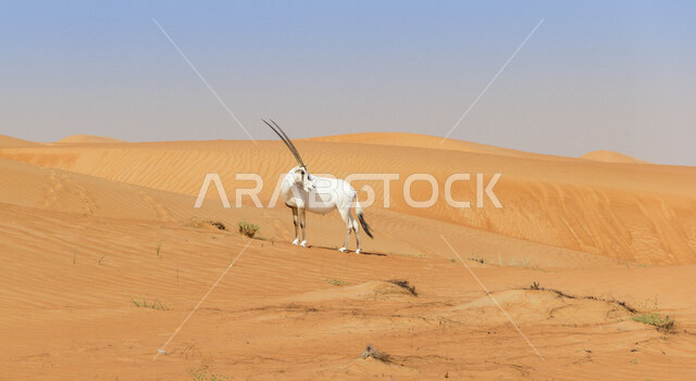 حيوان المها في المناطق الصحراوية ، حيوانات برية ، الظباء الصحراوية ، الطبيعة الصحراوية ، الحياة البرية ، محميات طبيعية ، حيوانات برية ، البيئة الصحراوية ، المها العربية