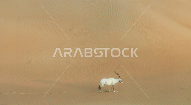 حيوان المها في المناطق الصحراوية ، حيوانات برية ، الظباء الصحراوية ، الطبيعة الصحراوية ، الحياة البرية ، محميات طبيعية ، حيوانات برية ، البيئة الصحراوية ، المها العربية