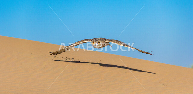 طائر البومة في المناطق الصحراوية ، حدة البصر ، البومة الصحراوية ، البومة النسارية الصحراوية ، الطيور الجارحة ، الطبيعة الصحراوية ، الحياة البرية