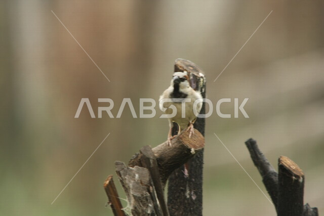 طائر صغير يقف فوق أغصان الأشجار، محمية طبيعية، تربية الطيور، الاشجار والنباتات، طائر صغير، خلفية الطبيعة