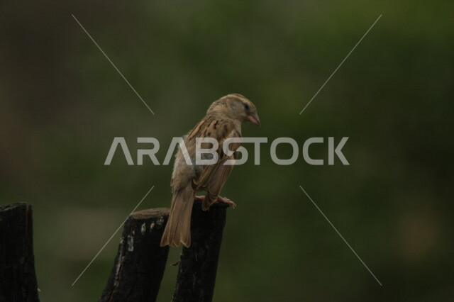 طائر صغير يقف فوق أغصان الأشجار، محمية طبيعية، تربية الطيور، الاشجار والنباتات، طائر صغير، خلفية الطبيعة